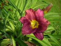 DSCI0385.webp