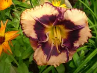 DSCI0386.webp
