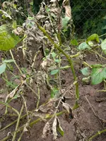 IMG_20170709_103829.webp