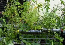 Tagetes.webp Tagetes.webp