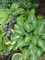 006_600x800.webp