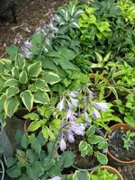 009_600x800.webp