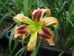 wild and wonderfull_1067x800.JPG
