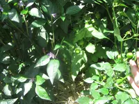 IMG_0437.webp