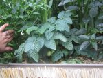 IMG_0416.jpg