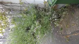 20170709_171146.webp