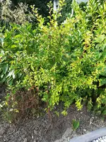 Strauch ganz (2).webp