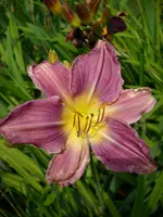 DSCI0387.jpg