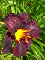 DSCI0390.webp