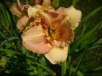 DSCI0392.jpg