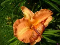 DSCI0393.webp