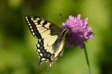 IMG_4239a.webp