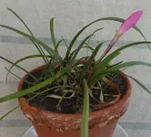 Regenlil 01.webp