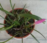 Regenlil 02.webp