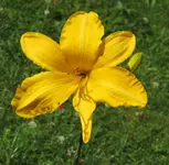 IMG_7604A.jpg