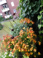 P1060296Blumenkasten.webp