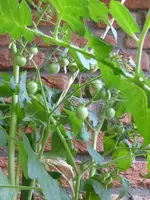 P1060313Johannisbeertomate.webp