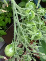 P1060314Ildy.webp