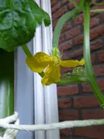P1060319erste Gurkenblüte.jpg