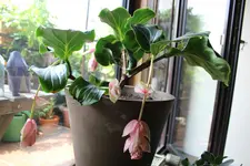 Medinella.webp