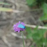 P1000791.webp