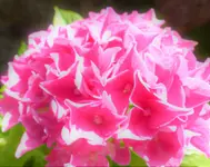 P1000142.webp