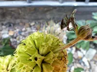 P1000202.webp