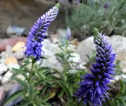 P1000204.webp