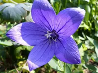 P1000205.webp
