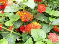 DSCI1785 (2).webp