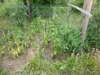 P1020720.webp