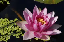 _DSC1842.webp