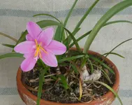 Regenlil 04.webp