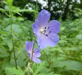 Wiesenstorchschn 05.webp