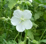 Wiesenstorchschn 06.webp