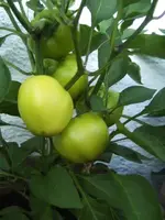 BILD7514.webp