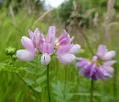 Wildstaud 01.jpg