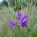 Wildstaud 02.jpg