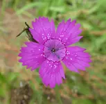 Wildstaud 04.webp
