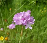 Wildstaud 06.jpg