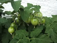 BILD7495.webp