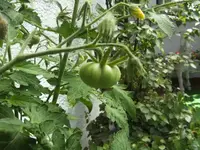 BILD7450.webp