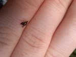 IMG_20170710_200803.jpg