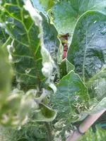 IMG_20170710_200831.jpg