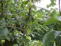 100_2430.webp