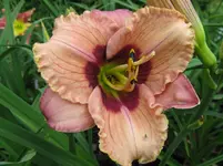 orchid candy_1067x800.JPG