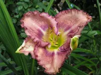 palace garden beauty_1067x800.webp