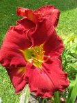 red grace_600x800.JPG