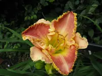 singular sensation_1067x800.JPG