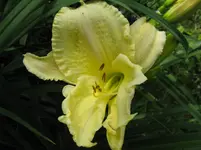 white tie affair_1067x800.webp